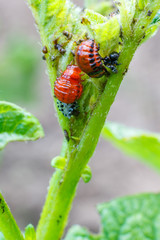 The larva of the Colorado potato beetle eat the leaves.