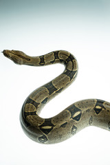 Naklejka premium Colombian Boa. Tropical brown constrictor. Snake skin with yellow and black spots on a white background