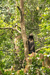 Picture of Sun bear at the Borneo Sun Bear Conservation Centre at Sepilok, Sabah, Malaysian Borneo