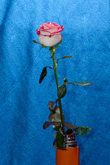  Rose on a stem in a vase