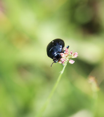 Waldmistkäfer, Natur