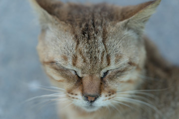笑顔の猫