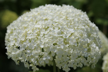 かざはやの里　白紫陽花アナベル