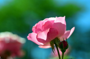 Rosarote Rosenblüte