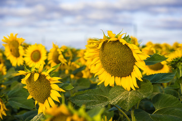 Sunflower field in a sunny day