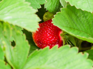 Bush with ripening berries strawberry. Green leaves, red and green berries