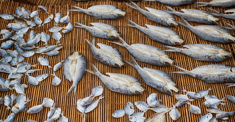  lots of fish salted and dry preparation for the market