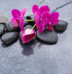 Fototapeta na wymiar Pnk orchids and black stones close up.