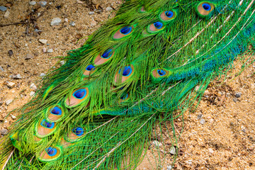 Peacock tail feathers forming a pattern filling the frame.