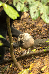 Picture of Sun bear at the Borneo Sun Bear Conservation Centre at Sepilok, Sabah, Malaysian Borneo
