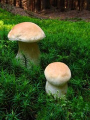  mushroom growing in autumn forest