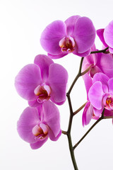 Pink beautiful orchid on colored background.