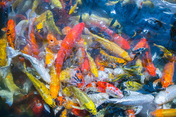 Colored Crap fish top view pond in the park, Fancy crap fish surface on the water