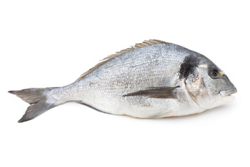 Fresh bream sea isolated on white background.