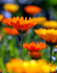 calendula officinalis