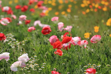 青山高原ハーブガーデンのポピー