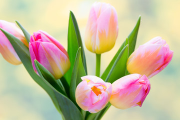 Spring flowers. Tulip bouquet on the bokeh background.