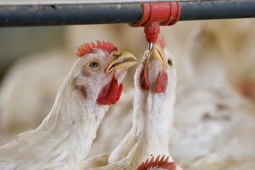 GRANJA DE AVES