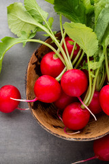 Radish fresh, on the gray background.