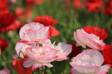 Fototapeta premium 青山高原ハーブガーデンのポピー