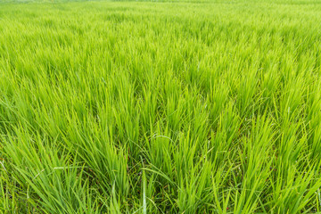 Green rice field closeup ( background) in agriculture field.