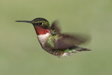 Ruby-throated Hummingbird (archilochus colubris)
