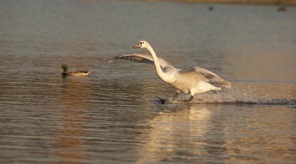 Höckerschwan  beim landen