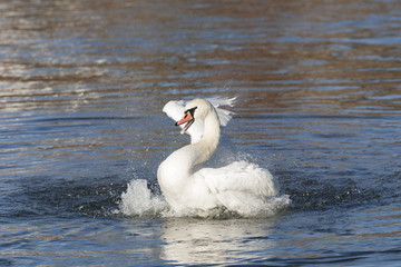 Höckerschwan Wasser