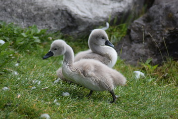 junge Schwäne