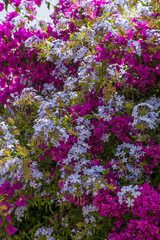 Naklejka premium bush with blossom red flowers in sunny day