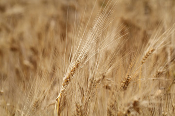 Fototapeta premium Roggen auf dem Feld, Landwirtschaft