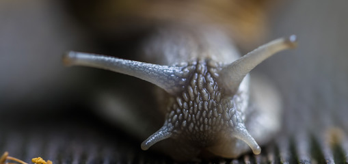 forest snail close up 