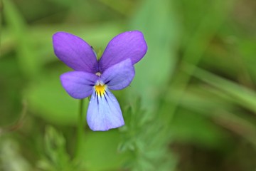 Wildes Stiefmütterchen (Viola tricolor)
