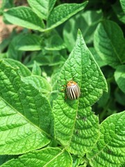 Close-up of a colorado beetle (leptinotarsa decemlineata) on a potato leaf