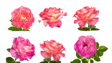 Beautiful pink roses for design isolated on white background