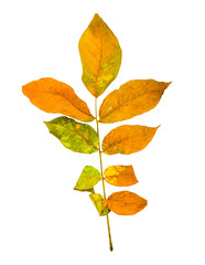 Autumn maple branch with leaves isolated