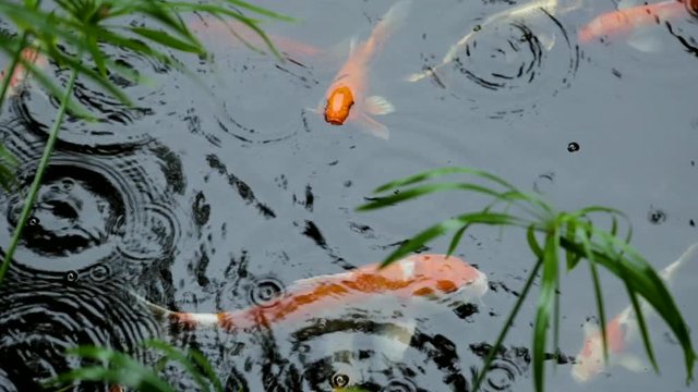 Top view of Carp fish swimming in a pond while raining