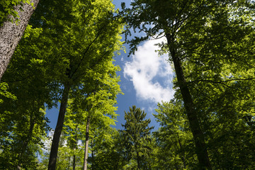 Obraz premium Auf dem Fernwanderweg Spessartweg