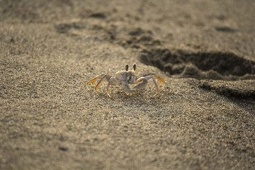 crab
