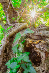 Fôret en Bretagne avec bois mort et lierre à contre-jour – Bretagne märchenhafter Wald bei Clohar Carnoet