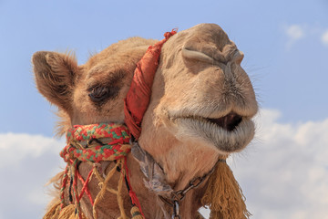 head of camel against sky