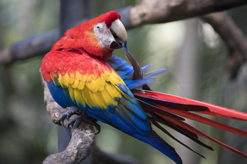 Parrot in Costa Rica