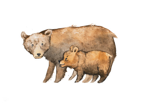 Brown bear with a baby drawn with watercolor technique
