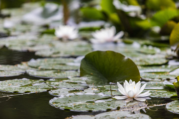 lotus flower in the river