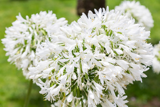 Fototapeta big white flowers in sunny summer day