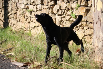 labrador noir trop mignon