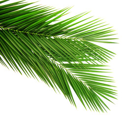 Obraz na płótnie Canvas Palm leaf