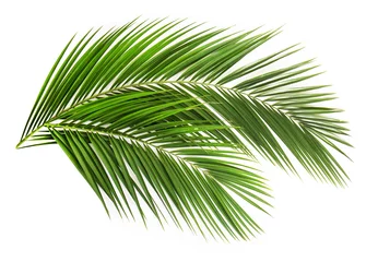 Deurstickers Palmboom Palmblad
