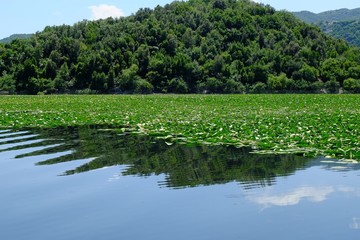 Skadar Lake, Montenegro