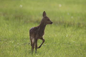 Rehkitz_auf_einer_Wiese